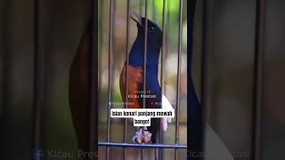 Download lagu Murai batu gacor isian kenari ngerol panjang mp3