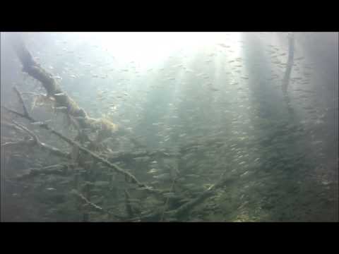 Baggersee Untergrombach - Sardine Run, Alte Allmend (Metzgerallmend),Büchenauer See,Büchenau,Baden Württemberg,Deutschland