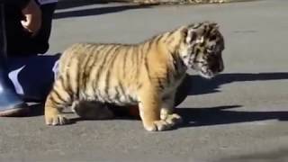 Butch Walker   Eye Of The Tiger YouTube Master