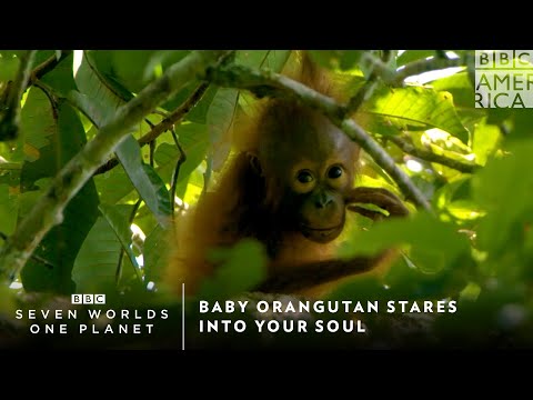Baby Orangutan Stares Into Your Soul｜Seven Worlds, One Planet｜土曜21時｜BBCアメリカ (Baby Orangutan Stares Into Your Soul | Seven Worlds, One Planet | Saturdays 9pm | BBC America)