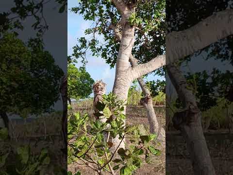 mas um vídeo aqui no sítio cajueiro Lagoa salgada RN