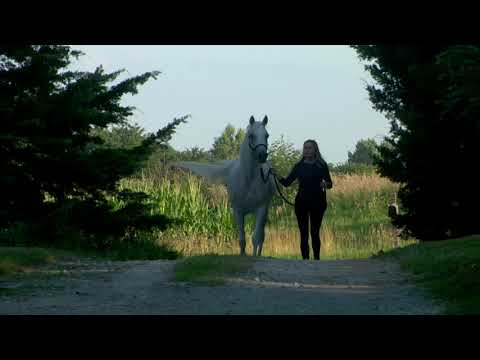 Hala Al Badia ( Kamal Ibn Adeed x Hanaa Al Badia ) Straight Egyptian Arabain Mare