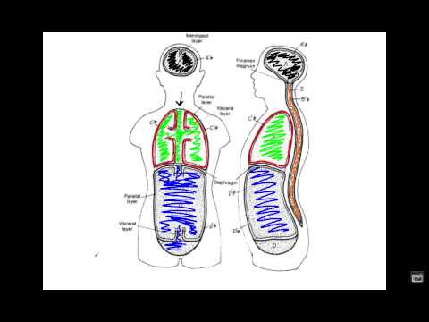 Unit 1 - Video 7 - Body Cavity Diagrams
