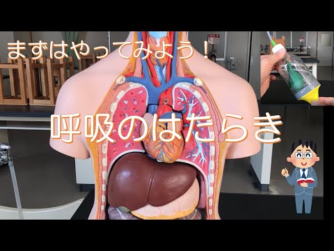 肺呼吸をする動物