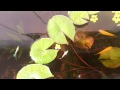 Singapore hdb flats 3ftFibre glass tank - YouTube