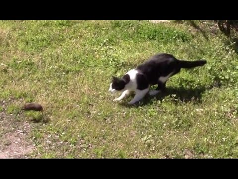 Bob the feral farm cat killing a rat