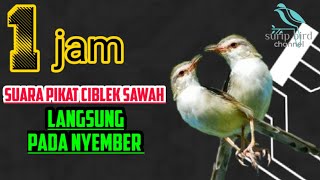 Download lagu 1JAM SUARA PIKAT CIBLEK SAWAH PALING AMPUH LANGSUNG PADA NYAMBER mp3
