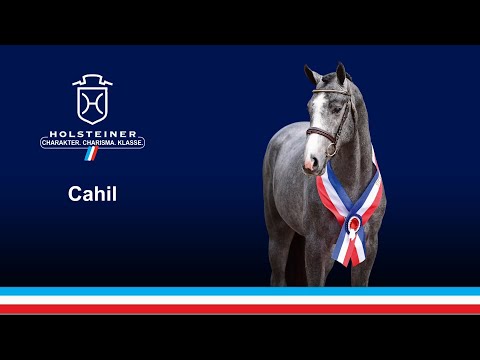 Junghengste im Portrait - Cahil v. Cornet Obolensky-Contender