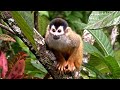 Remembering Central American Squirrel Monkeys