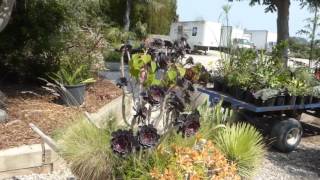 How to Appreciate New Plant introductions