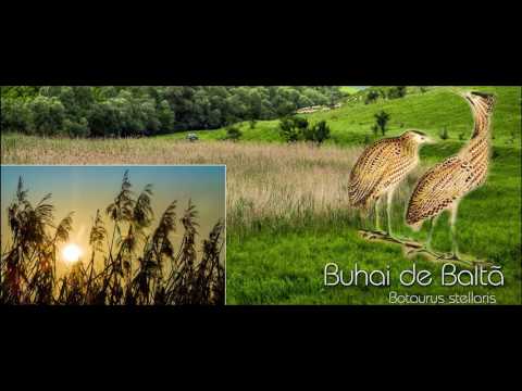 Prezentare Comuna Geaca, judetul Cluj