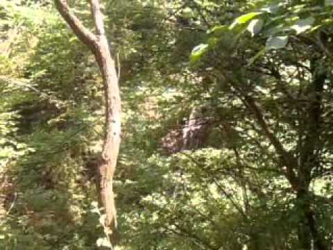 Cascada pe drumul forestier din valea Porumbacului