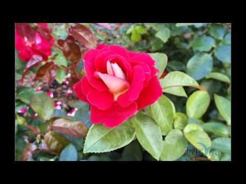 С днём рождения, Елена (April)!!!