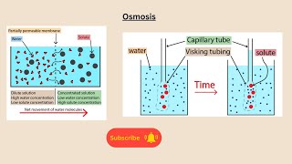 Osmosis for AQA GCSE Biology and GCSE Combined Science