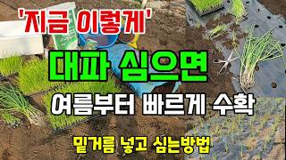 봄대파 심는시기 이렇게 대파모종 심으면 여름부터 늦가을까지 수확합니다 #대파심는방법 #대파키우기