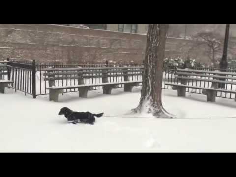 Thundersnow Rumbles in New York City