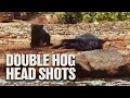 TWO Headshots on Hogs with GAMO Air Rifle