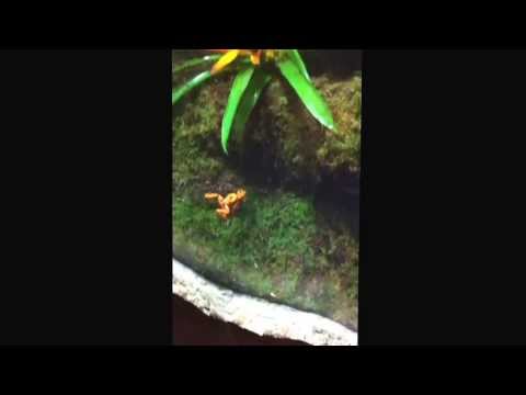 Frog at dallas world aquarium