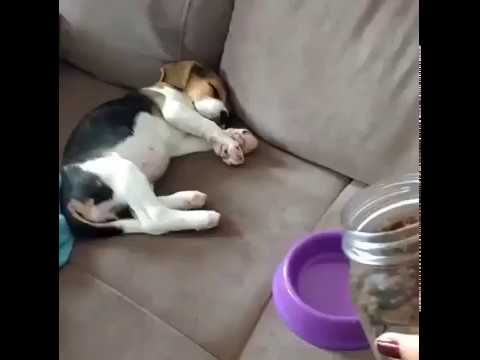 Funny dog videos - Hungry Beagle