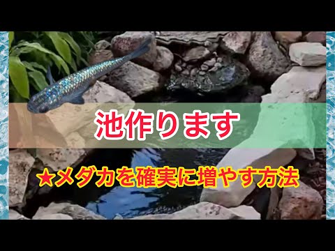 これが自然の池を正しく作成する方法です 庭の練習