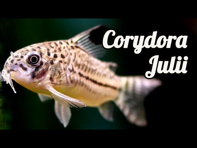 Acuario con Coridora Juli o leopardo + Guppys