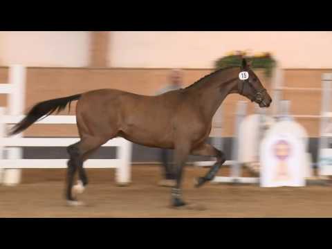 KN 61 v. Con Chello - Escudo I