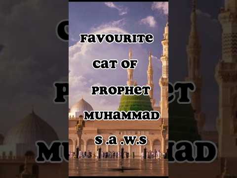did you know favorite cat of prophet Muhammad S A.W.S? #youtubeshorts #islamic