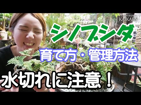 垂れブナ、しだれブナ 植物