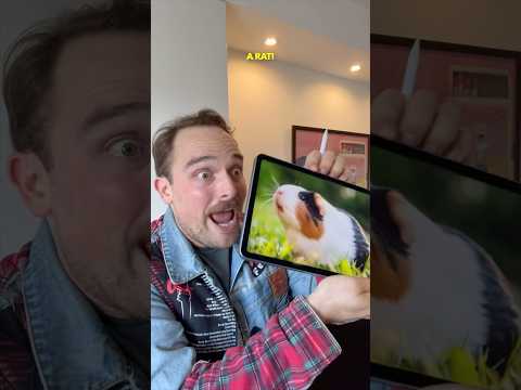 The Most Misunderstood Animal #languages #guineapig #english #french #spanish #german #mandarin