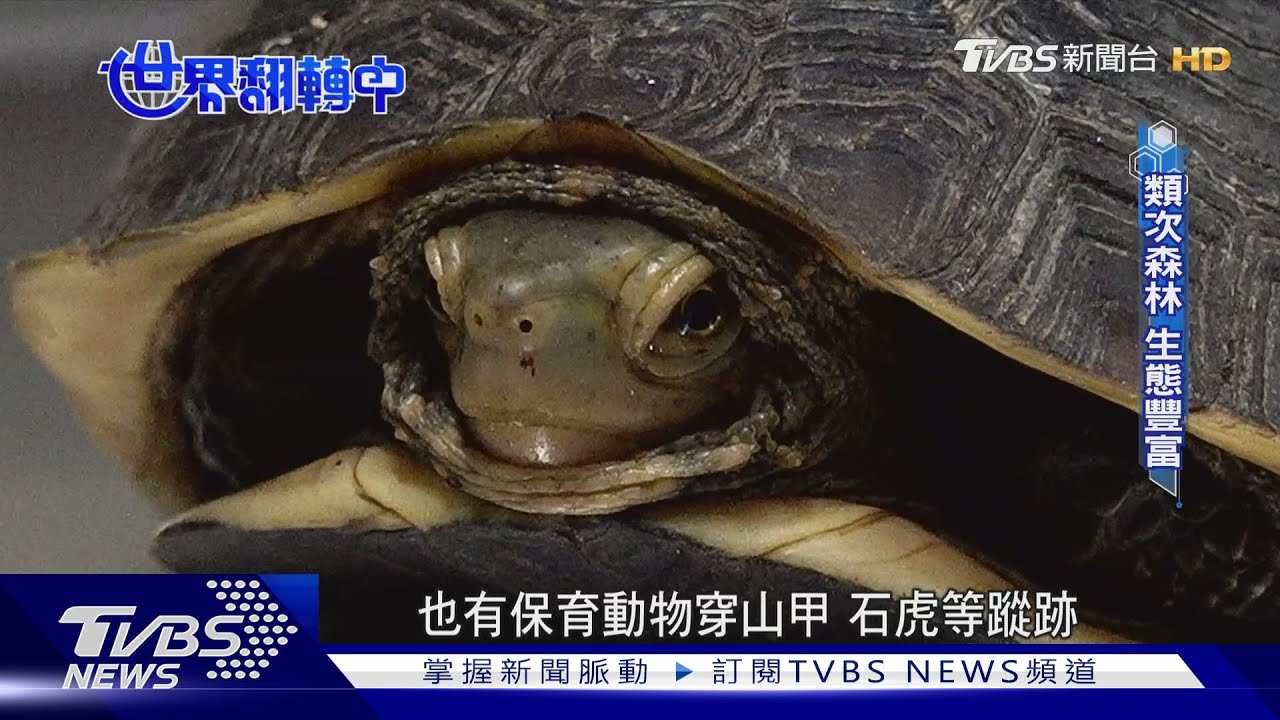 從山林到綠色金融 台灣首見「生物信用額度」 保育成效變現