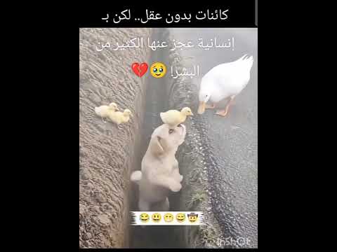 كائنات بدون عقل😱 لكن في الإنسانية عجز عنها الكثير🥹