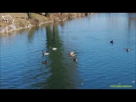 ANATRE NEL LAGO. - SAB. 29 - 1 - 2022.