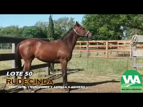 Lote RUDECINDA