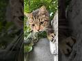 A Tabby Cat Meows And Needs Attention