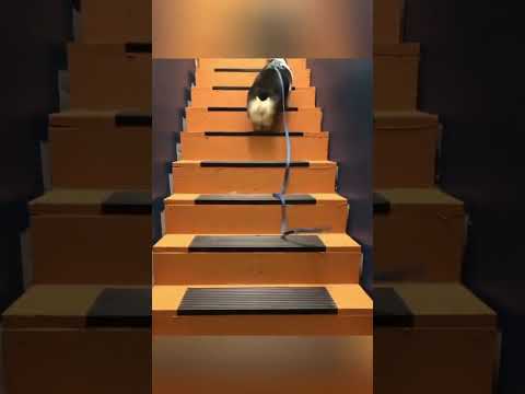 The Most Hilariously Cute Dog#funnydogs#cute#doglover#FunnyCuteDog#AdorablePuppy#FunnyCuteDog