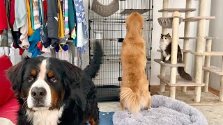 - 飼い主がいない間は何してる?カメラを仕掛けたらまさかの…