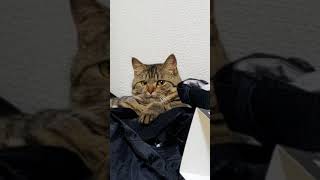 Which word is similar to cat?