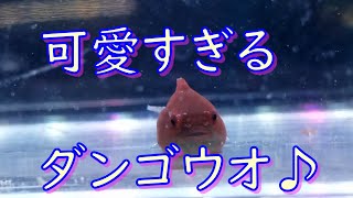 真夏に真冬の海のアイドルダンゴウオが我が家にやってきた！！
