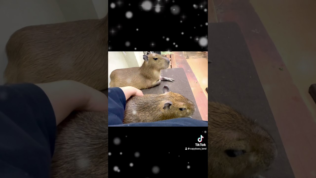 STAY WARM AND COZY #capybara #animals #capybaracafe