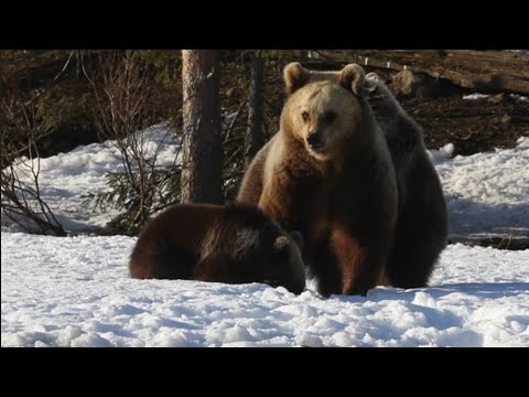 Karhu-Kuusamo - Karhunpennut keväthangilla