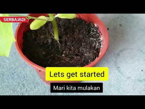 Self Watering Hacks for Your Plants On A Vacation