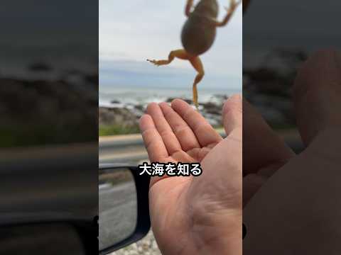 井の中の蛙に大海を知らせてみた