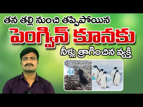 The Thirsty Baby Penguin | Man Gives Water to Thirsty Baby Penguin | R Star tv |