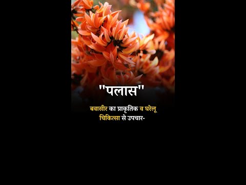 Natural and home remedies for Bleeding Piles Palash#shorts #pilesclinic #antipiles #pilestypes