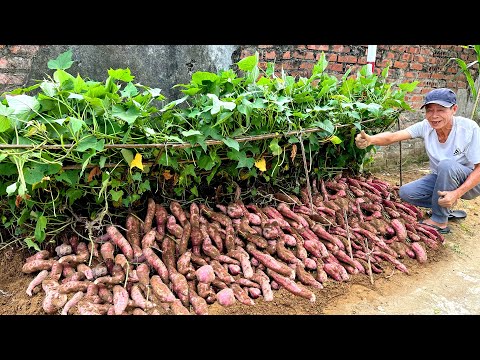 Growing Sweet Potatoes at Home for High Yield, Easy for Beginners
