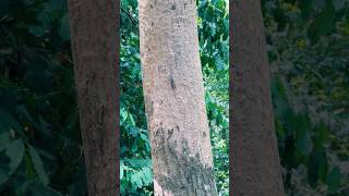 Countryside VIBE - Cicada | The Loudest Insect On Earth #cicada #sound #nature #viralshort