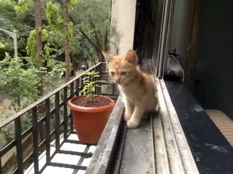 Surprise Visitor - Kitten