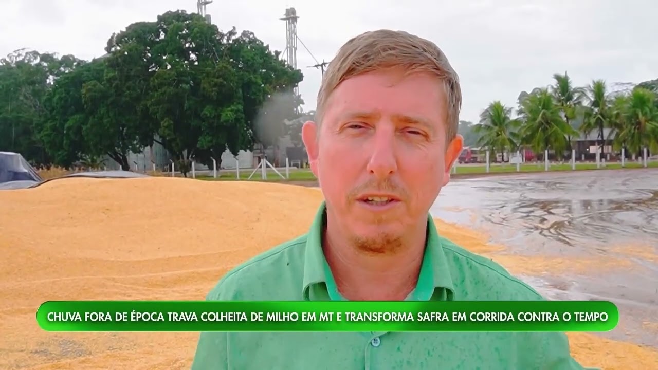 Chuva fora de época ameaça a colheita do milho em Mato Grosso | Mais Milho