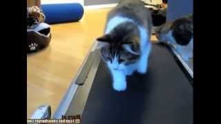 GATOS LOCOS EN CAMINADORA