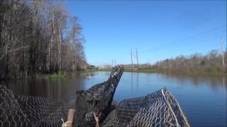 MUDBUGGIN 2017. Louisiana. It begins. A few bugs in the bucket.